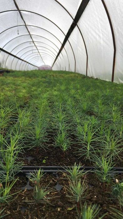 сеянцы всех видов деревьев