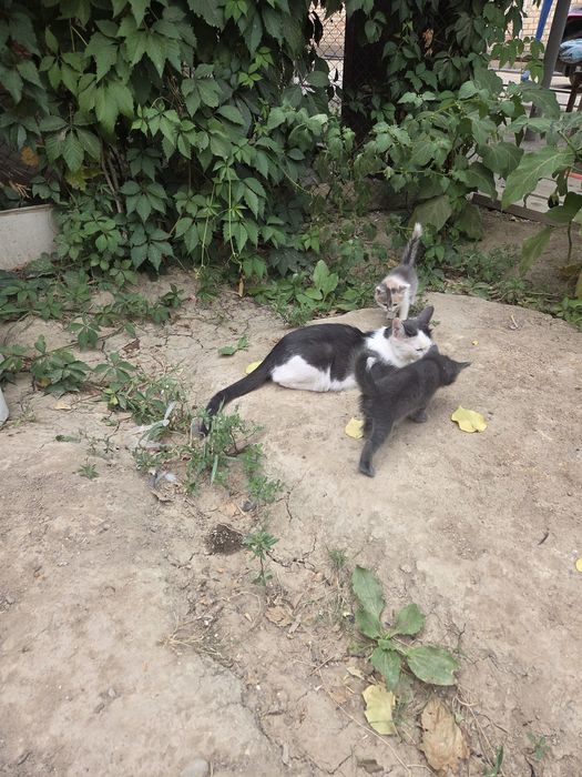 Котята отдам в хорошие руки