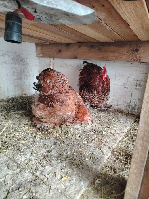 Găini cochinchina pitic