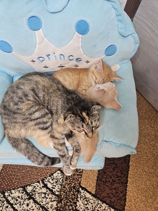 Отдам котёнка в добрые руки