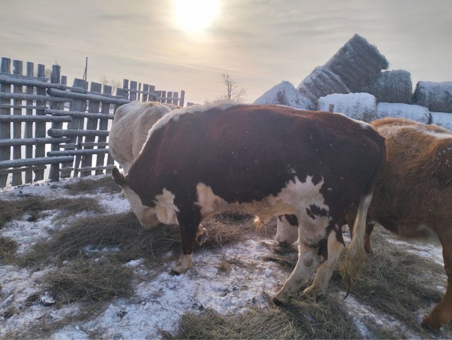 Ак бас тұқымды бука сатамын!!!