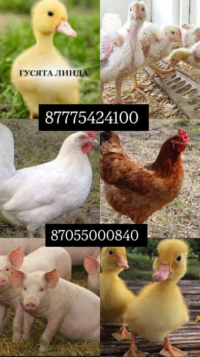 Бролеры куры цыплята разных пород гусята с доставкой до дома