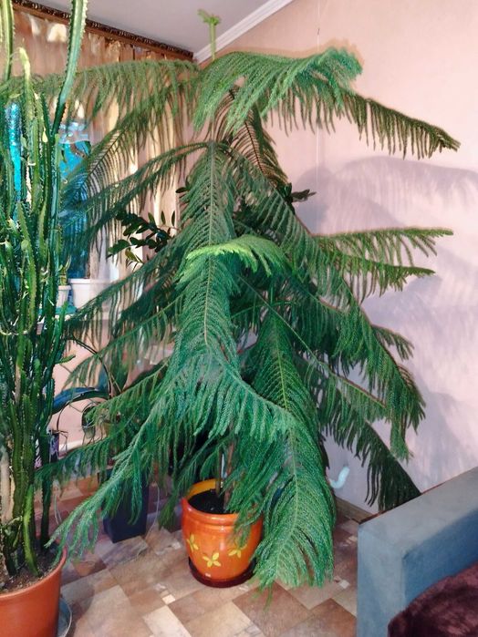 Араукария . Высота 180 см.