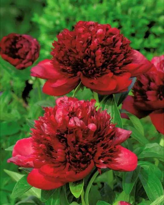 Rizomi ( Bulbi) de Bujori mari Paeonia, pt plantat, mari și parfumați, fluorescenta bogata nuante de Alb, Blue, Rosu Roz Mov inchis Galben Portocaliu