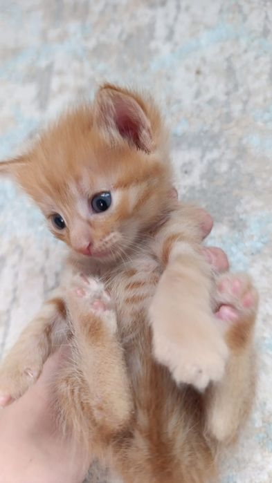 Котята крсавивые