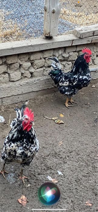 Қораз сатылады!!