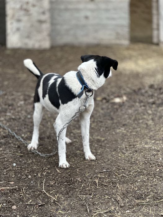 Принцесса. Собака ищет семью. Добрая