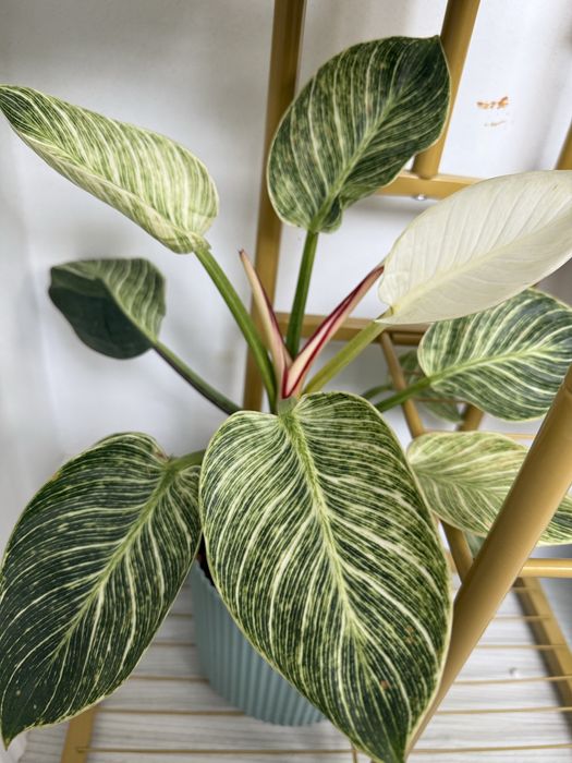 Продам цветы  комнатные