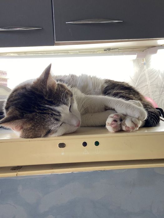 Отдам кота в хорошие руки