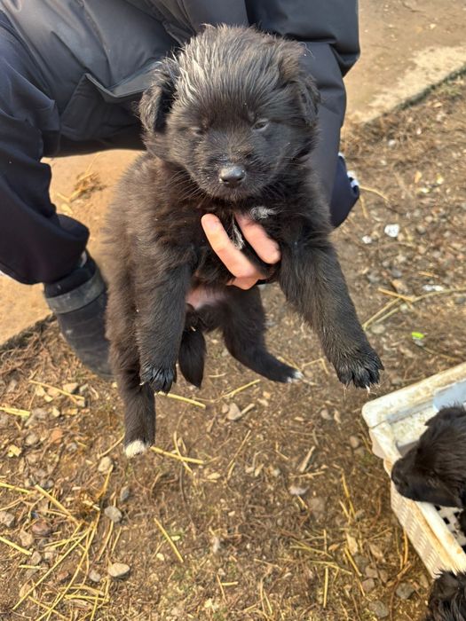 Отдам щенков  бесплатно