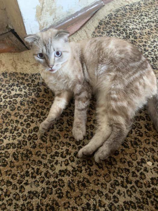 Отдам даром в хорошие руки