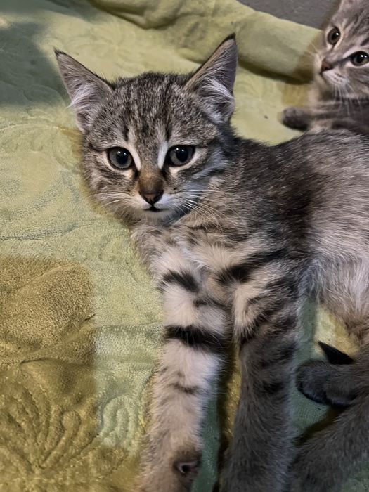 Бесплатно котёнок
