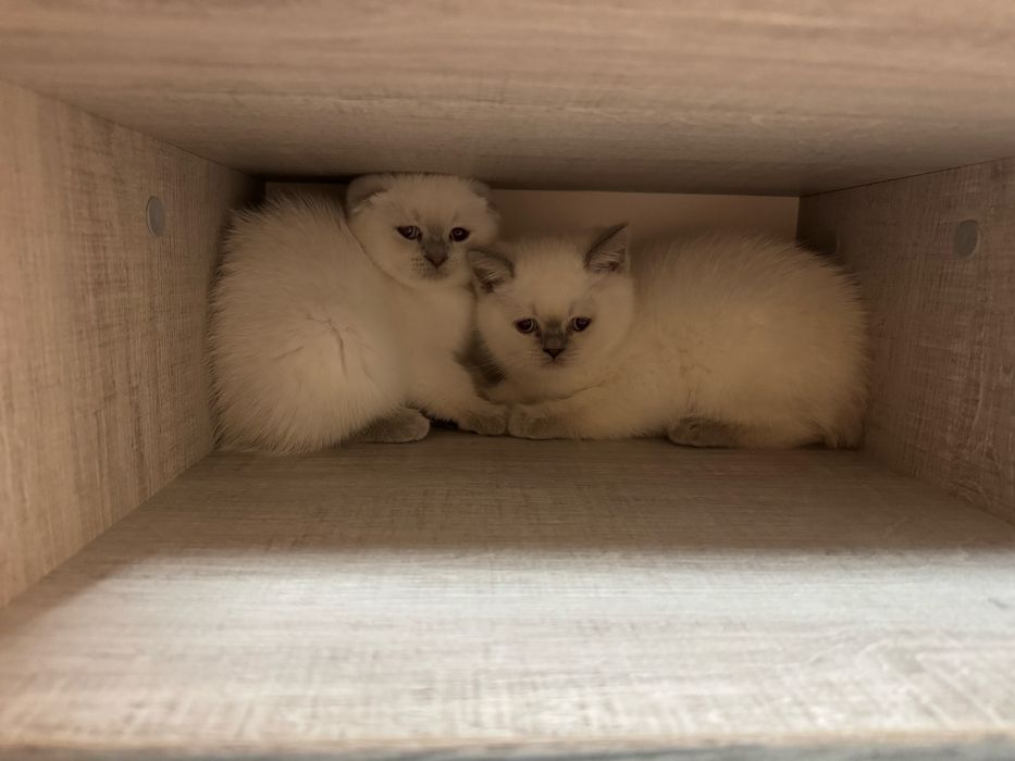 Шотландски късокосмести котенца.