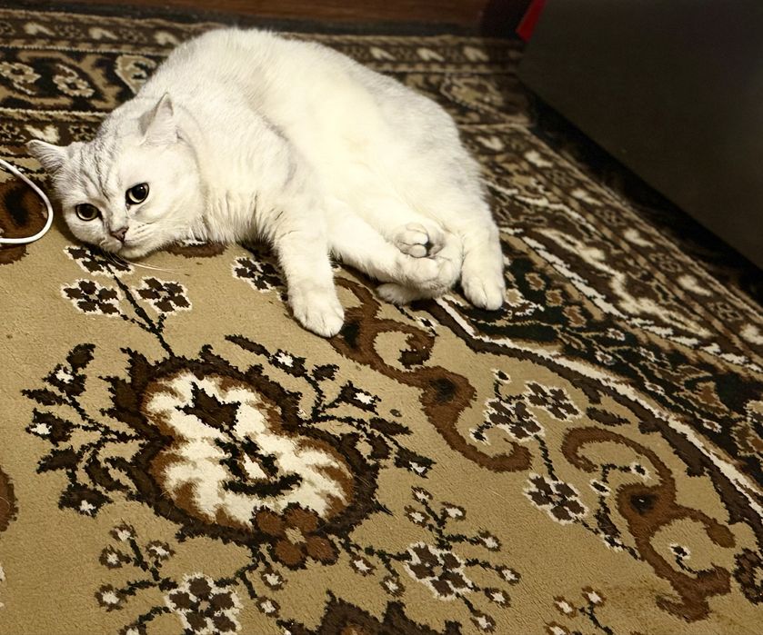 Отдам бесплатно Кота  британец
