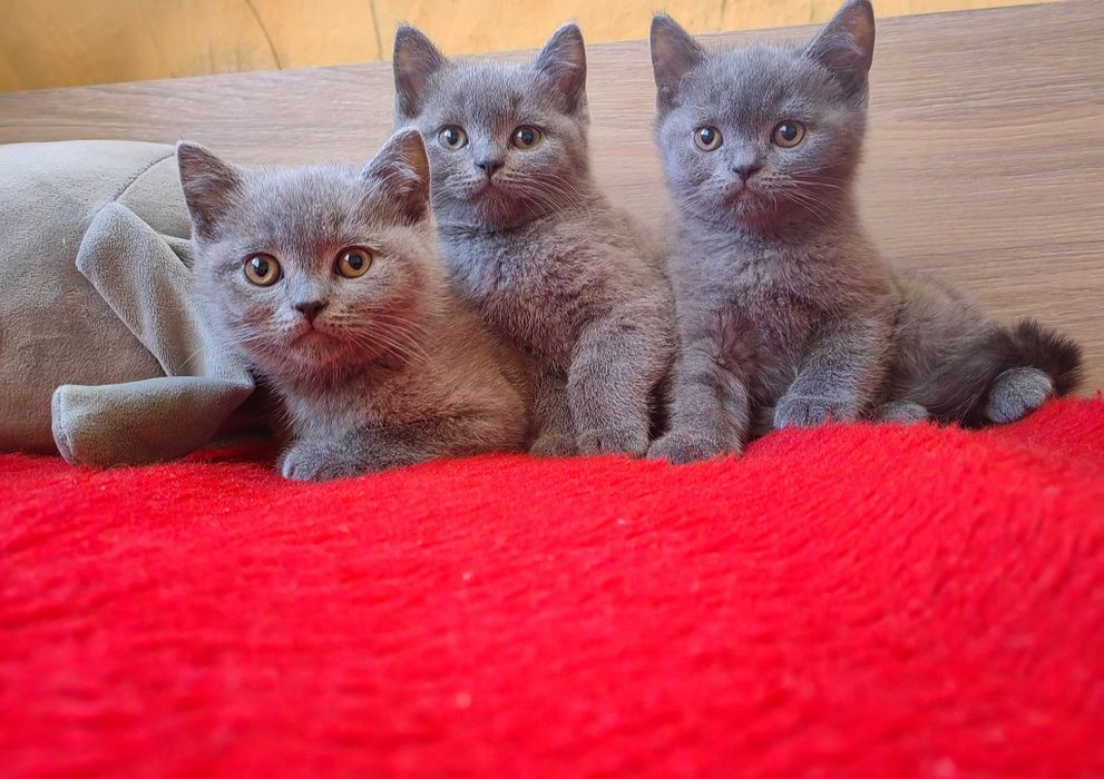 Британска късокосместа котка