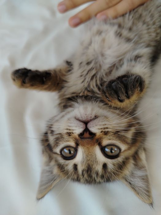 Котята очень милые