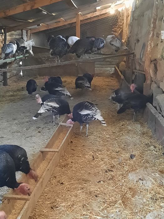 Продам индюков домашних