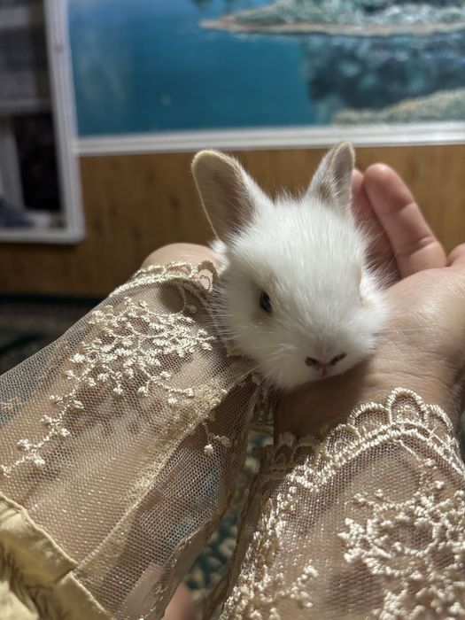 Кролики декоративные