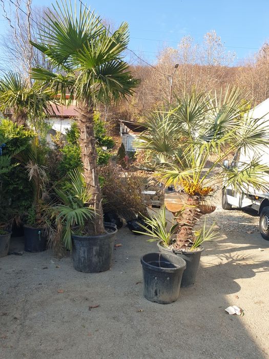 Palmieri rezistenți la frig