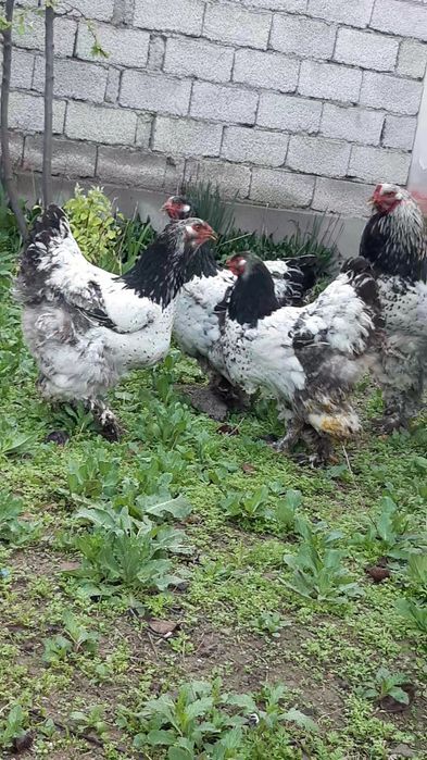 Brama tochkali qoni toza tuxumlari