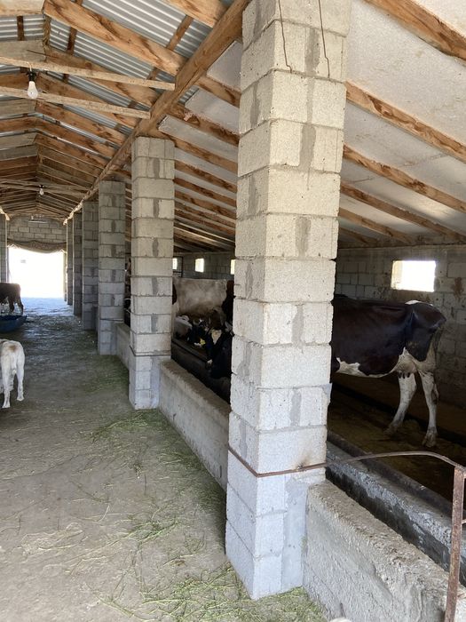 Продам Фазенду В Талдыкоргане