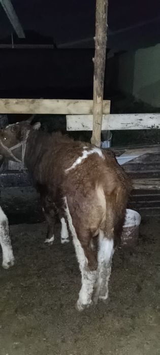 Жас мал сатылады