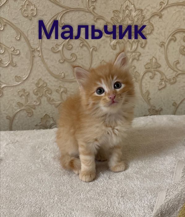 Котята домашние