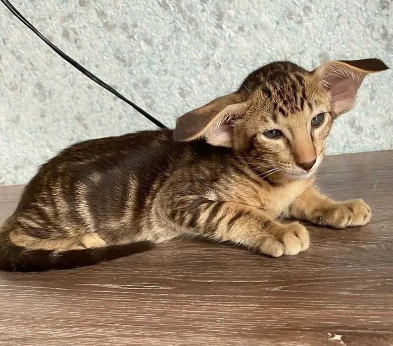 Редкие Ориентальные КОТЯТА