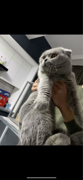 Maks Polvon Sotiladi