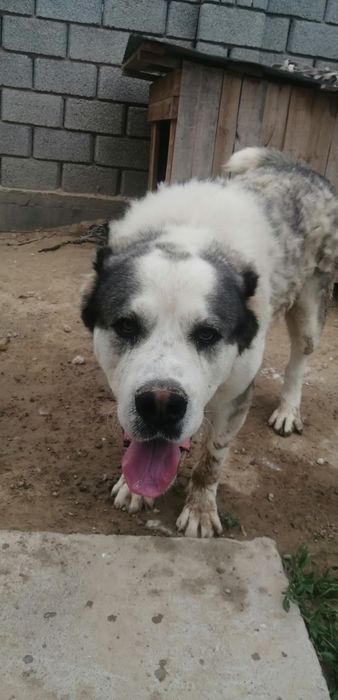 Собака пароды *Алабай*