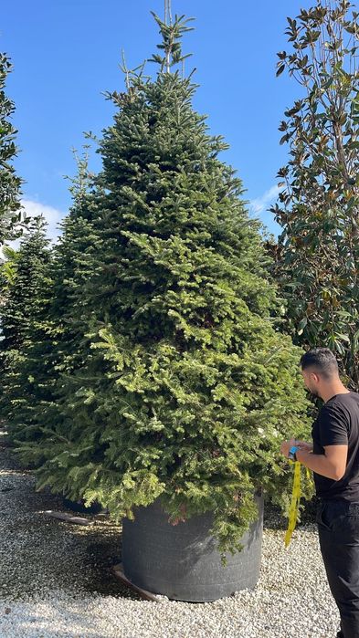 Brad 5 - 7m ( vând brazi mari ) verzi si argintii