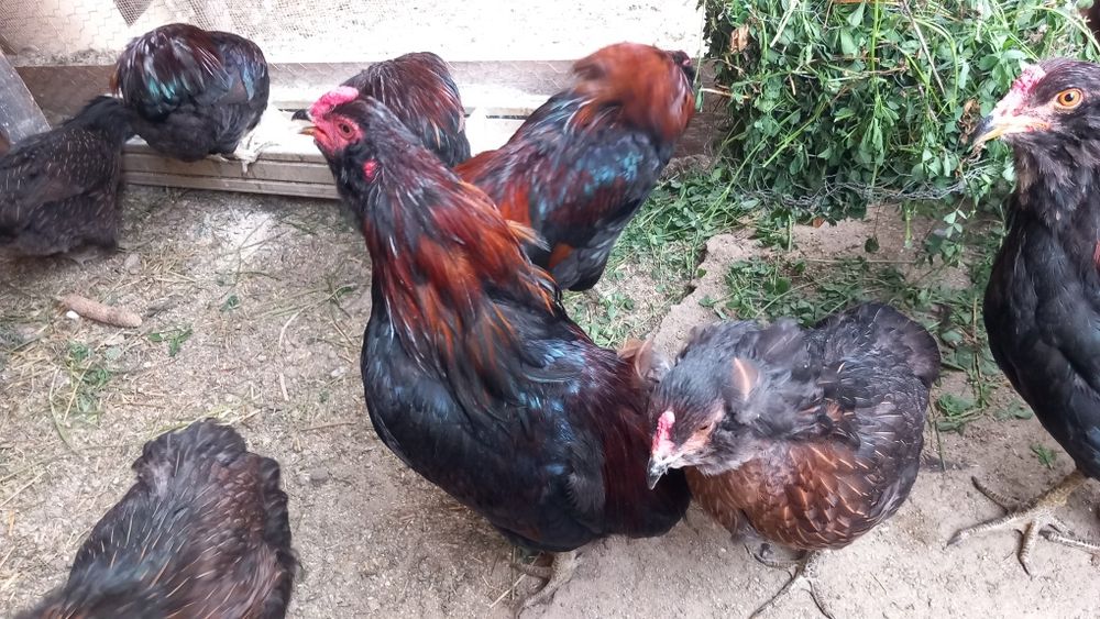 Cocoși Araucana  de vanzare