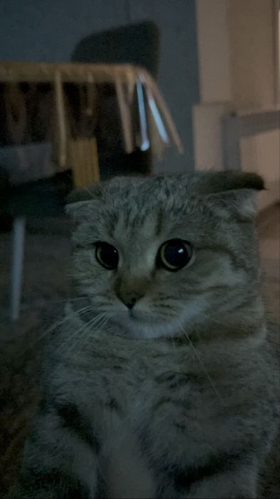 Отдам котёнка в добрые руки
