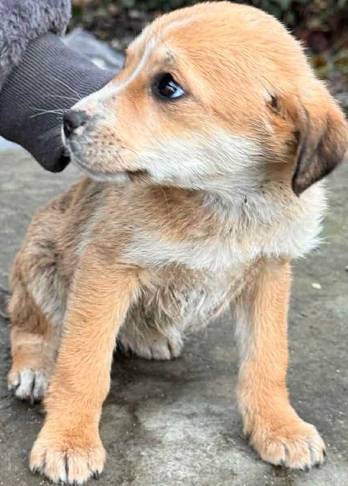 Подарявам кученца лабрадор микс