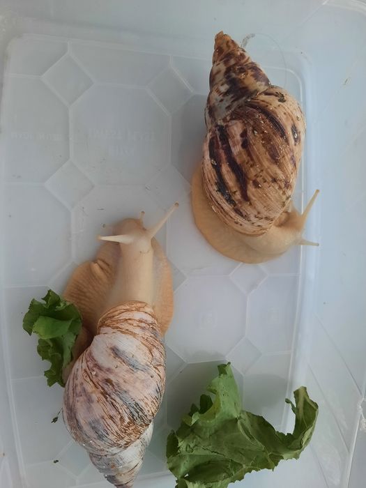 Продам Ахатинских улиток