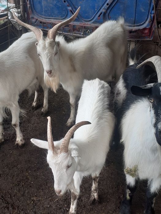 Vând țap și ied                              .