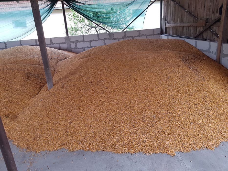 Vand porumb si grau asigur transport