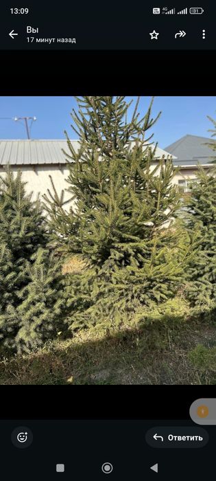 Продается сосны и елки