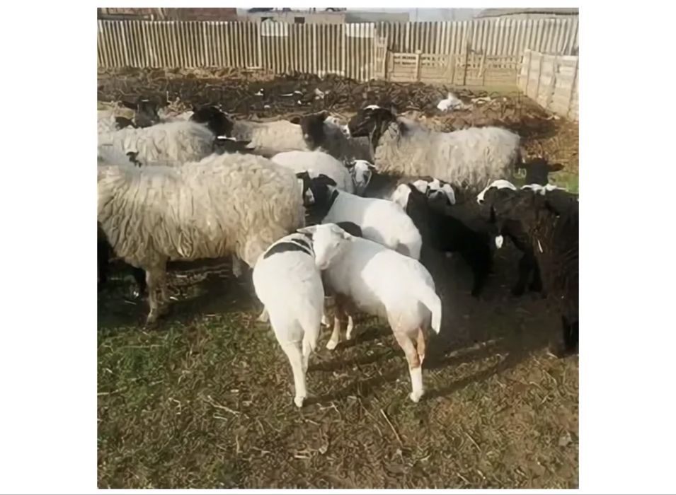 Продам баранов матки 5 штук