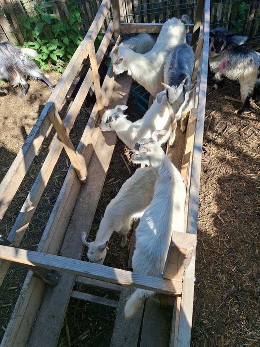 Iezi pentru Rusalii de vanzare
