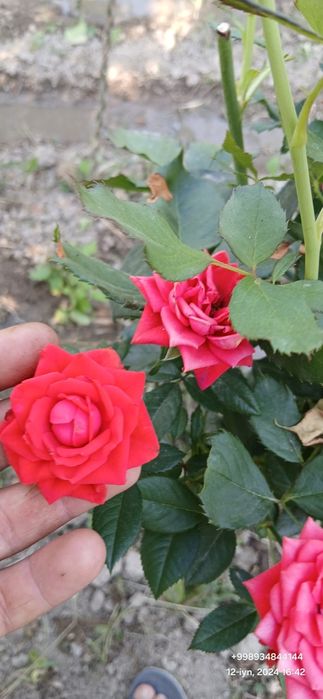 Штамп атиргул дарахт кучатлари оптом сотилади дехкончилик