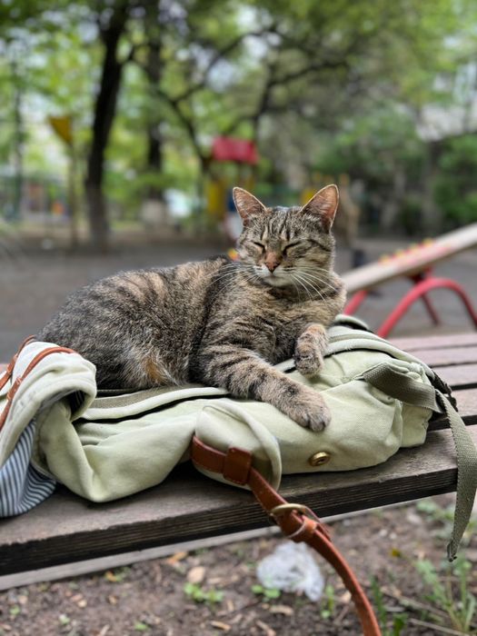 Отдадим кошку в любящий дом