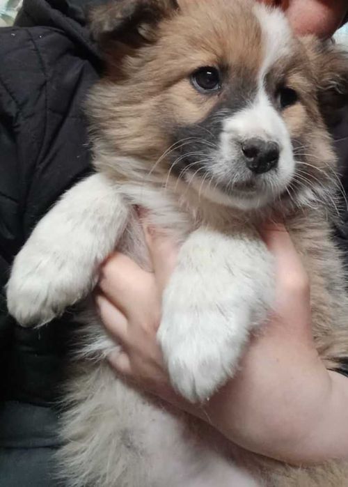 Щенки ищут дом..