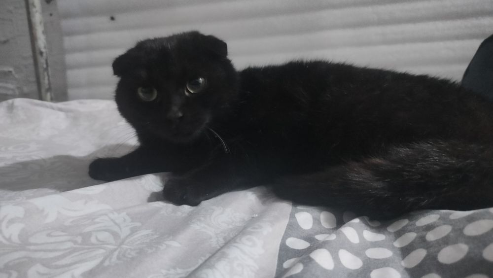 Zottor mushuk emlangan