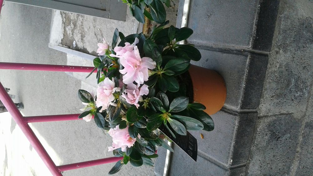 Продаем комнатные цветы