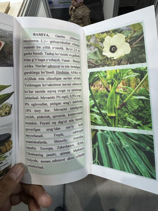 Bamiya oʻsimligini sifatli va ishonchli urugʻlari sotiladi