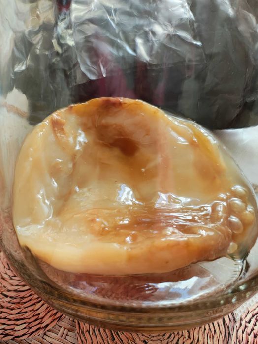 Kombucha starter kit complet zahar sau miere
