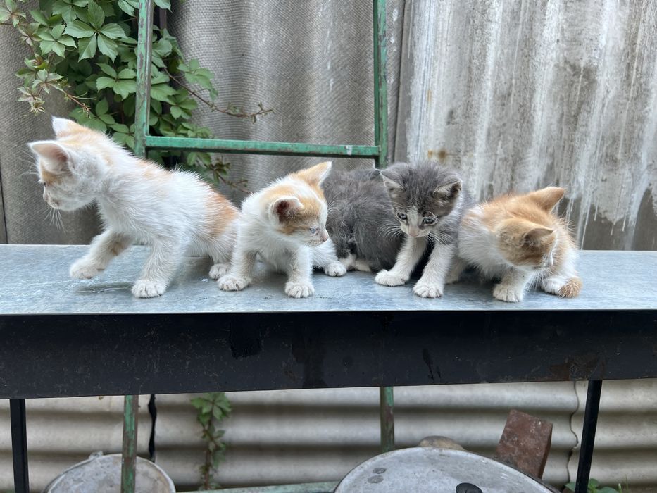 Котята в добрые руки