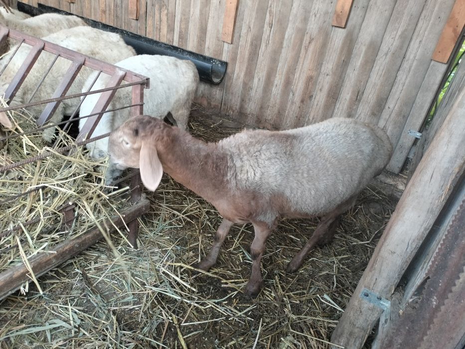 Продам барана девочка