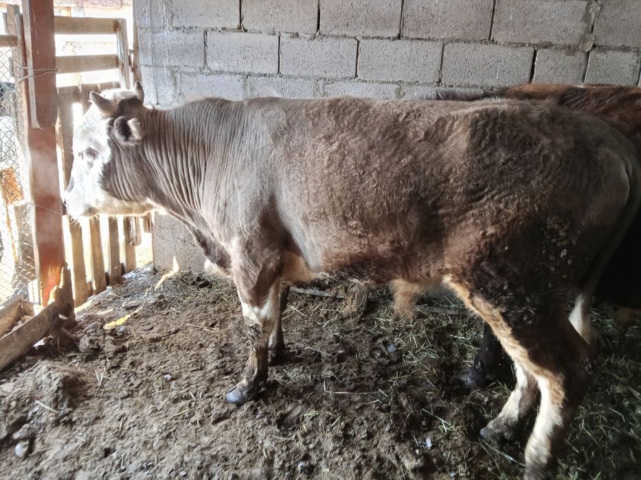 Быки два к корму приучены